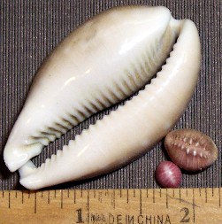cowrie and button shells